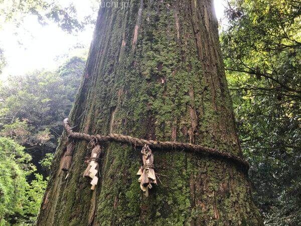 天然記念物の一本杉