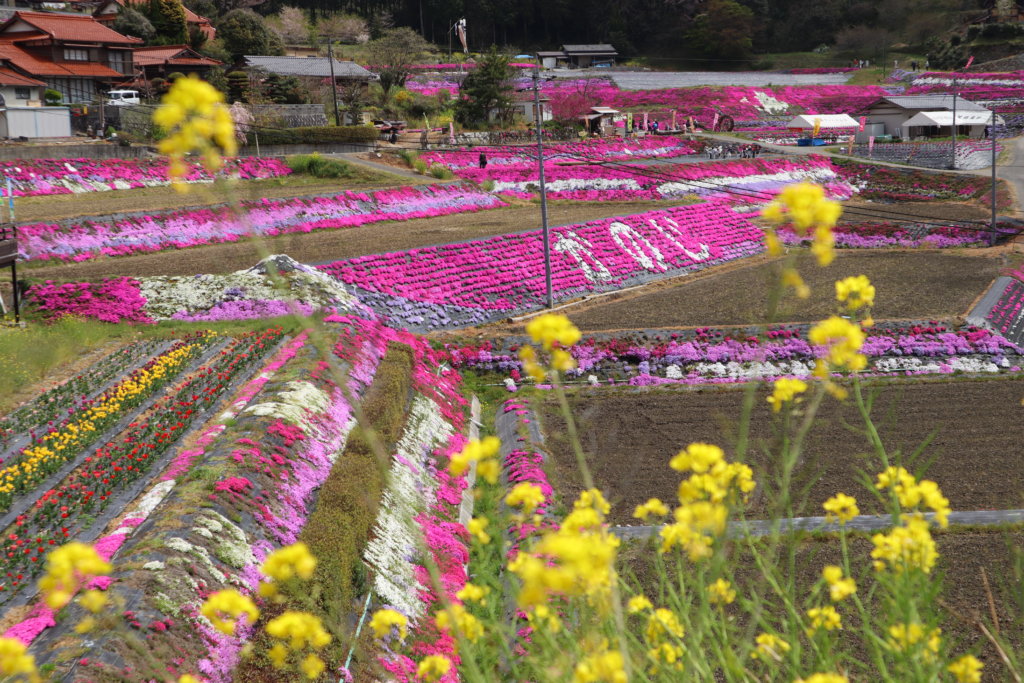 周南市大道理の芝桜 一度行ったらまた行きたくなる一面に広がる芝桜 山口県の情報サイト WeLove山口