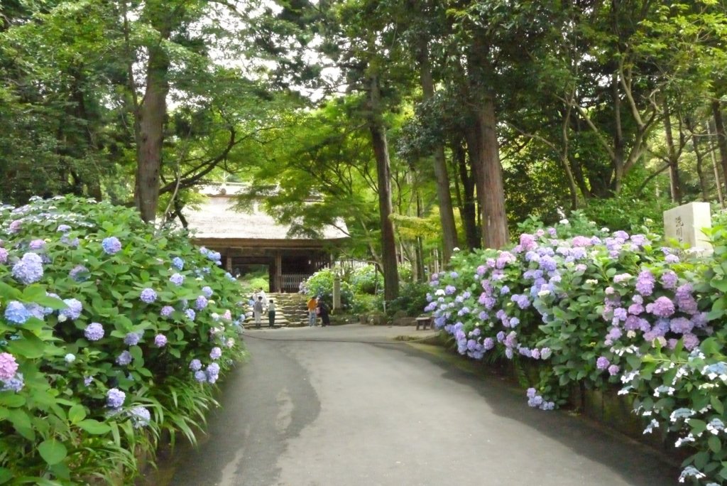 西日本一のあじさい寺 阿弥陀寺 は梅雨の時期に楽しめるお花スポット 山口県の情報サイト We Love山口